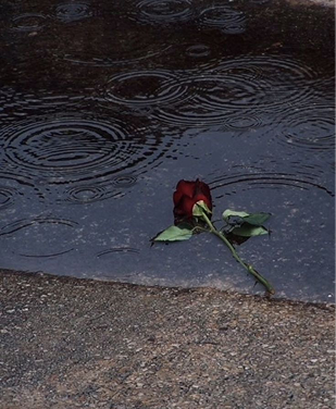 A single red rose lies on wet pavement partially submerged in a rain puddle as circular ripples spread across the dark water. The muted gray tones and steady raindrops create a somber and reflective mood, emphasizing themes of love and loss.